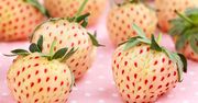 Pineberry. Truskawka i ananas w jednym