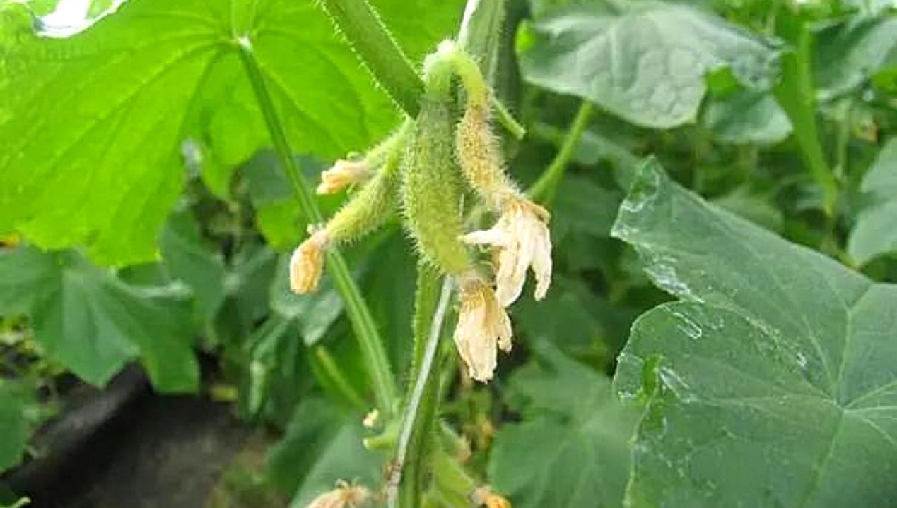 3 Gardeners’ Mistakes Lead to Hollow Heart on Homegrown Cucumbers. Fixes You Can Try Right Away