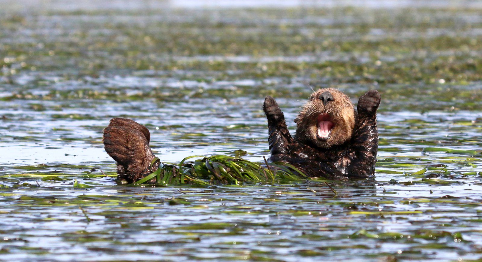 Znamy zwycięzców The Comedy Wildlife Photography Awards 2017. To najśmieszniejsze zdjęcia, jakie dzisiaj zobaczycie 13