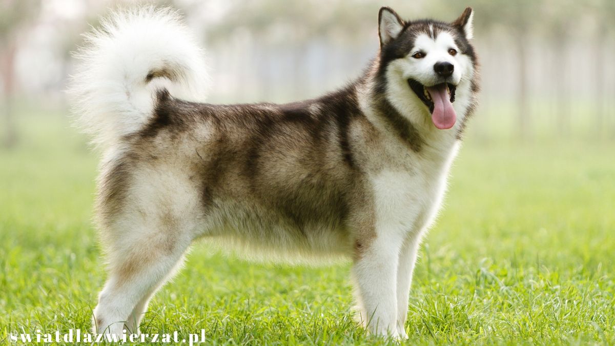 rasa psa Alaska Malamute