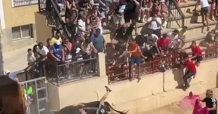 Próbował wskoczyć na byka. Turysta w ciężkim stanie