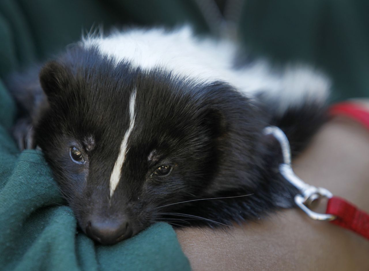 Skunks. Zdjęcie poglądowe