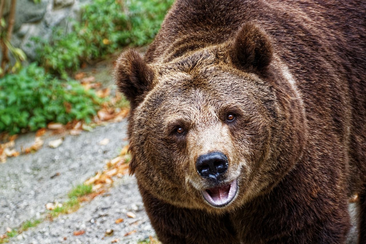 Spacerował z psem. Zaatakował go niedźwiedź