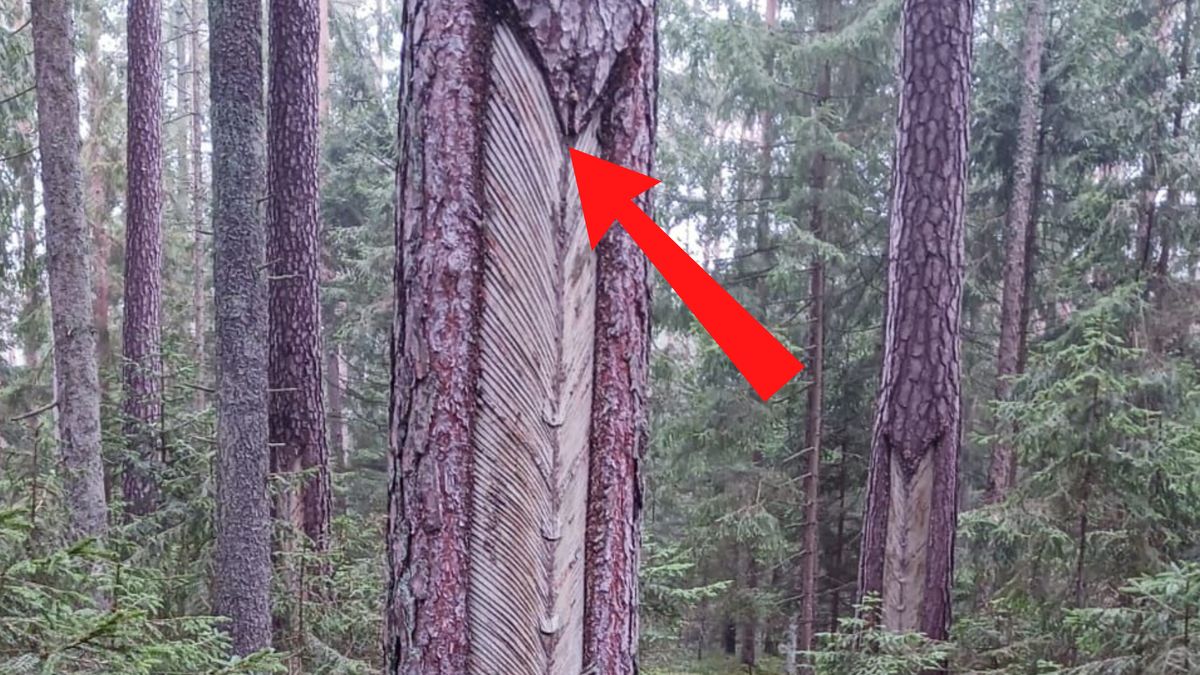 Charakterystyczny wzór na pniu sosny.