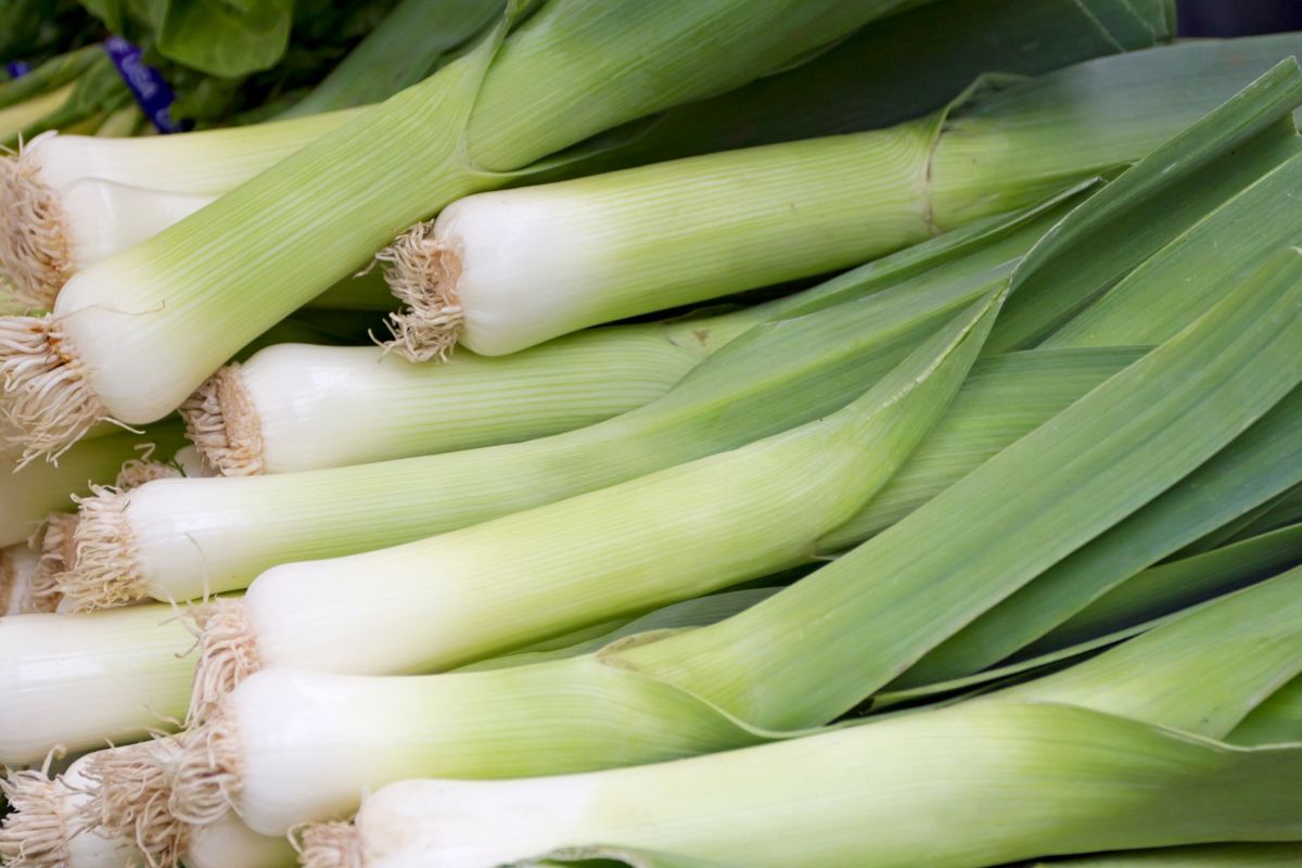 The green part of the leek can become the base for a cream soup.