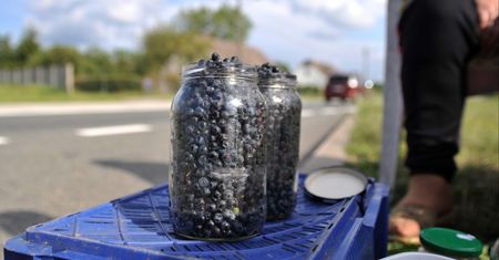 Zbieracze ruszyli do lasów. Tyle kosztują jagody w tym sezonie