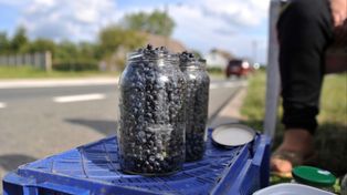 Zbieracze ruszyli do lasów. Tyle kosztują jagody w tym sezonie