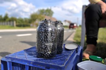 130 zł za łubiankę. Są już pierwsze leśne okazy