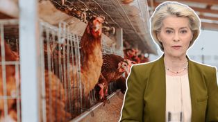 Von der Leyen hoduje kury. Nadchodzi koniec chowu klatkowego w UE?