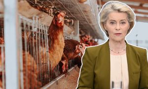 Von der Leyen hoduje kury. Nadchodzi koniec chowu klatkowego w UE?