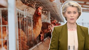 Von der Leyen hoduje kury. Nadchodzi koniec chowu klatkowego w UE?