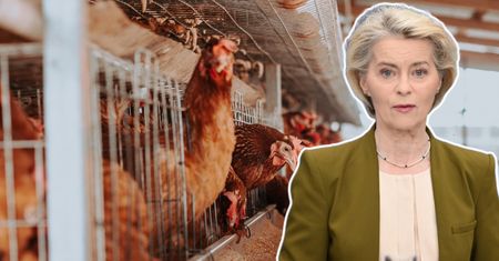 Von der Leyen hoduje kury. Nadchodzi koniec chowu klatkowego w UE?