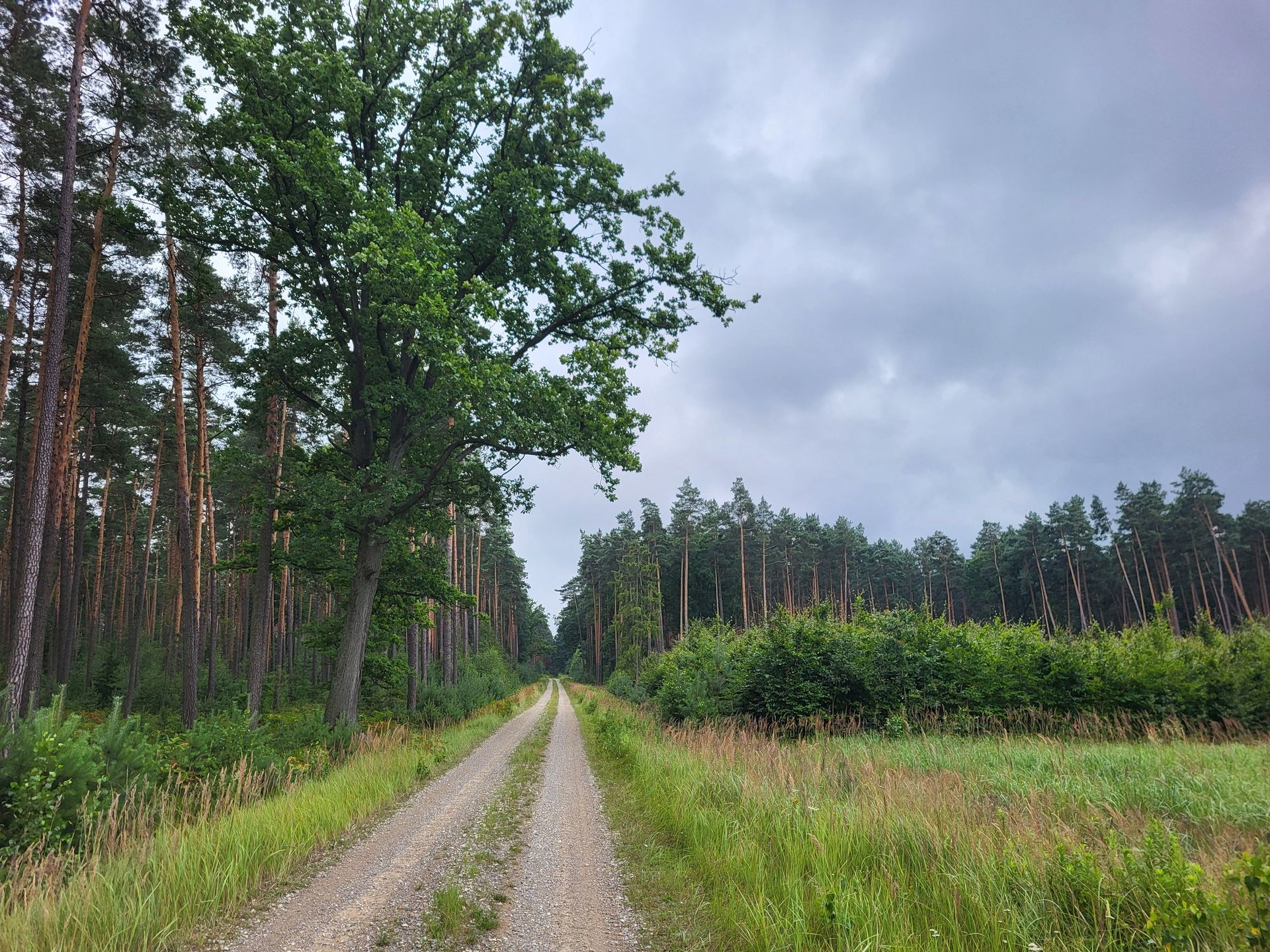 Drogi leśne i polne w Opolskiem wyróżniają się tym, że rzadko ki