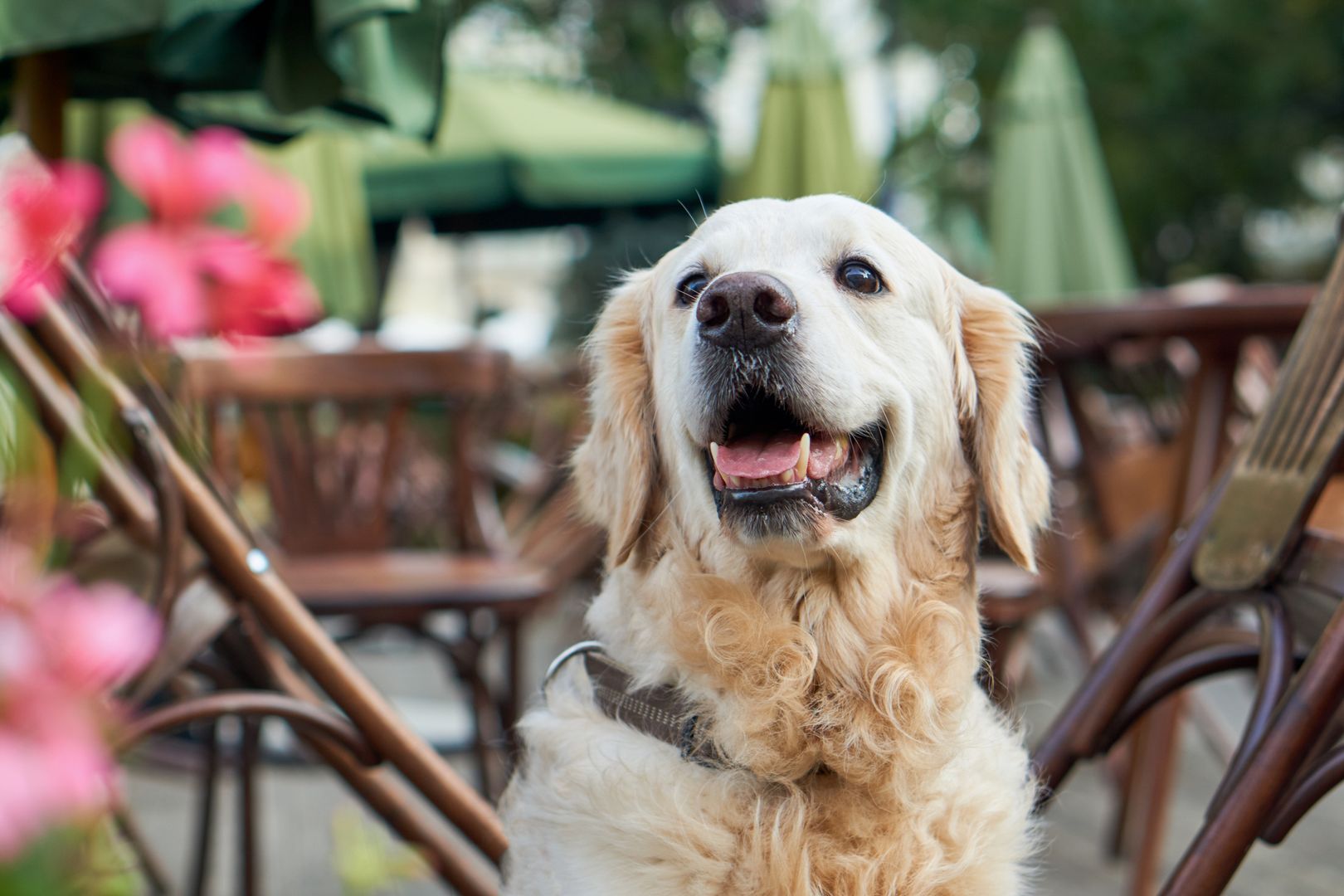 pies, golden retriever
