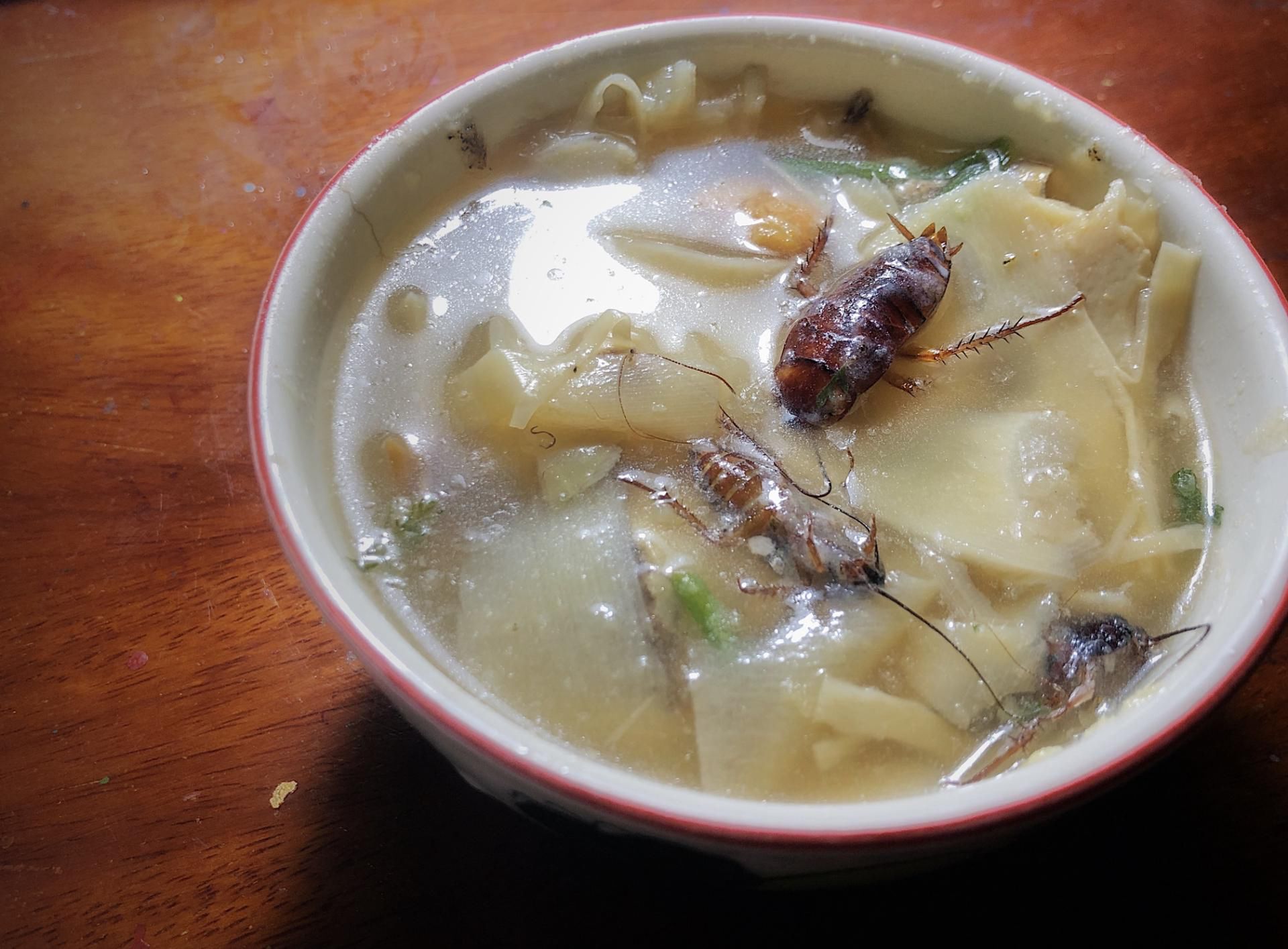 Karaluchy błyskawicznie się rozmnażają i panoszą w domostwach