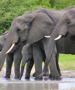 Słonie w San Diego zareagowały na trzęsienie ziemi. Zoo udostępniło nagranie