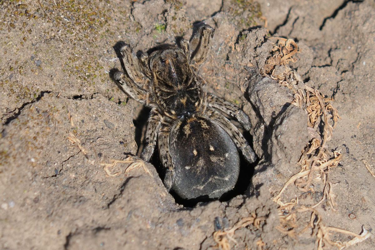 Tarantula ukraińska to jeden z najbardziej jadowitych gatunków pająków w Europie