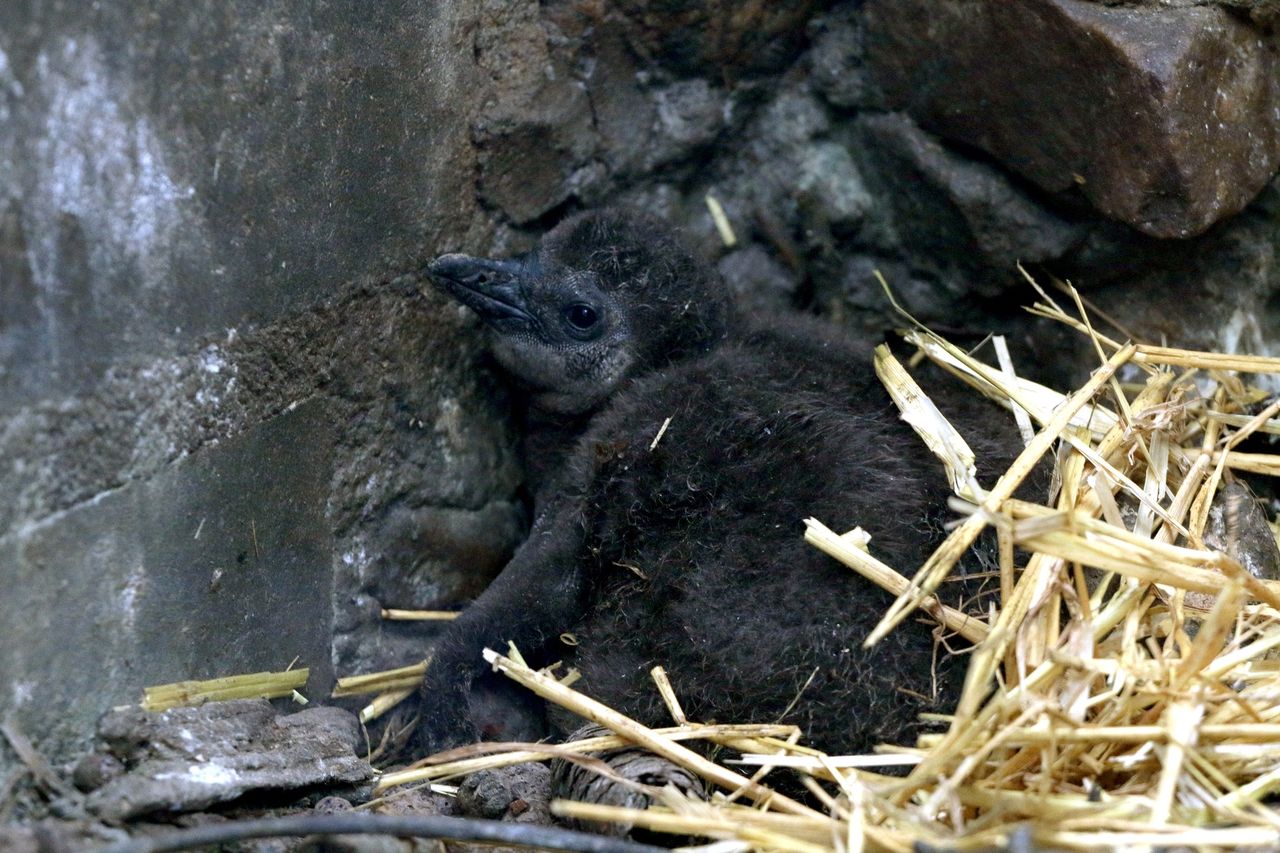 Wielki dzień w gdańskim zoo. Na świat przyszły "szarobure puchate kulki"