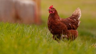 Ptasia grypa na Mazowszu. Nowe zasady także dla mieszkańców powiatu płockiego i Sierpca