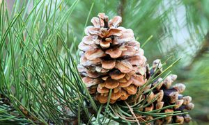 Polacy masowo wyrzucają. W ogrodzie to czyste złoto