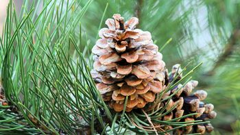 Polacy masowo wyrzucają. W ogrodzie to czyste złoto