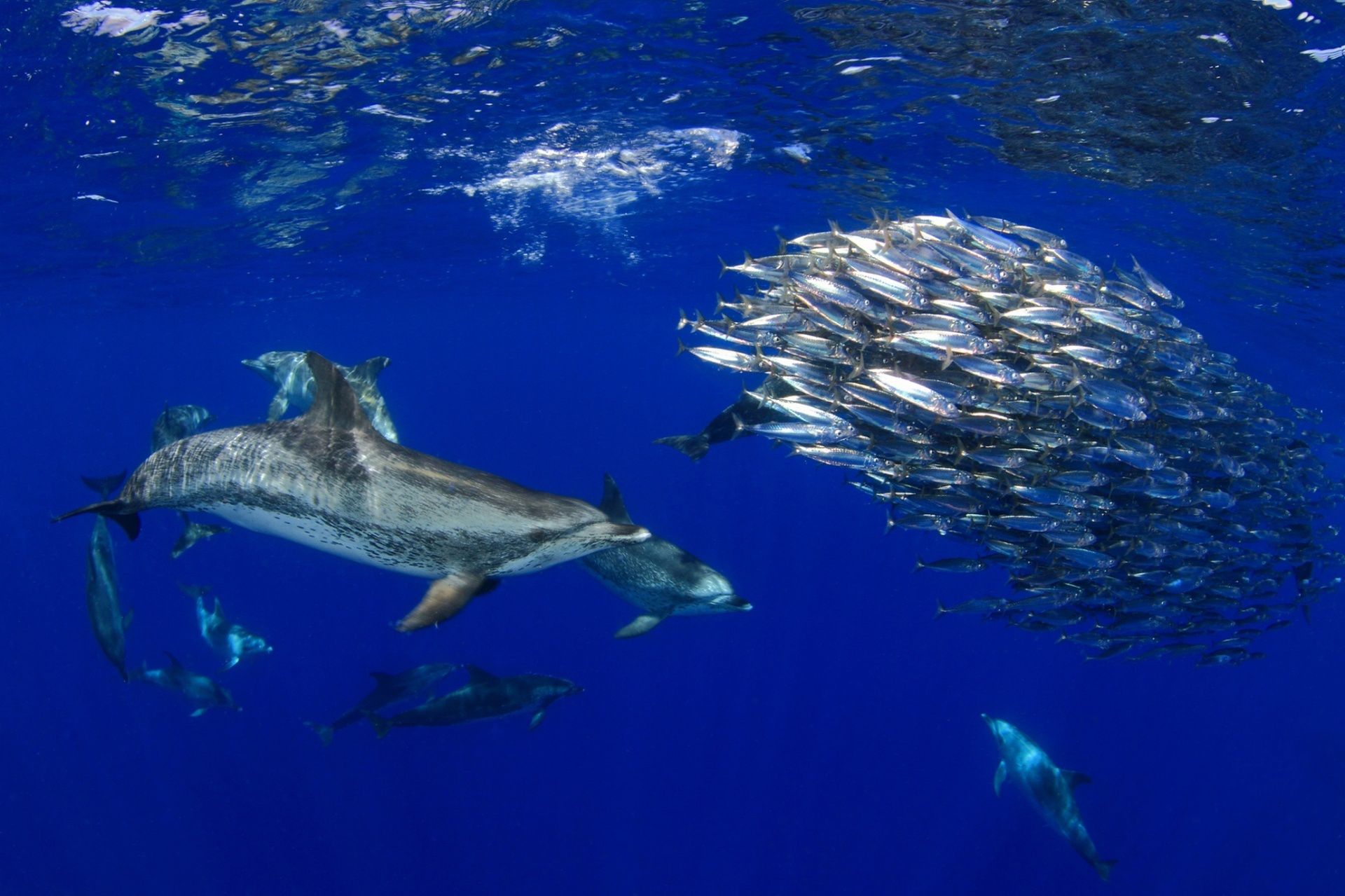 Underwater Photographer of the Year 2015 - najlepsze fotografie wykonane pod wodą 4