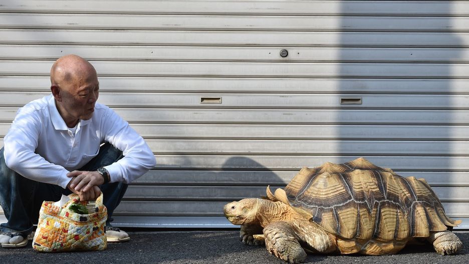 Słynny żółw spacerujący ze swoim właścicielem po ulicach Tokio
