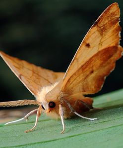 Szczury, mole, ćmy, karaluchy, szerszenie. Wszystkie plagi warszawskie