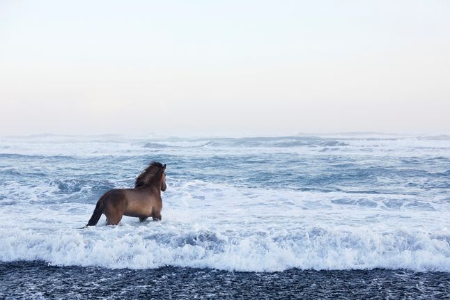 Rasa tych koni jest wyjątkowa pod tym względem, że przez ostatnie 800 lat nie sprowadzono na wyspę innych koni i kuców. Dlatego uznaje się ją za rasę o najczystszej krwi ze wszystkich. Prawo Islandii chroni jej czystość i zabrania sprowadzania innych koni na wyspę. Dodatkowo każdy koń, który ją opuści nie może już na wyspę wrócić. Dzięki temu wykształciła się czysta rasa, dostosowana do wymagających warunków mroźnego kraju.