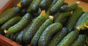 5 powodów, dla których warto jeść ogórki