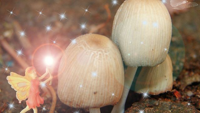 Magiczne grzybki dołączą do konopi? 1