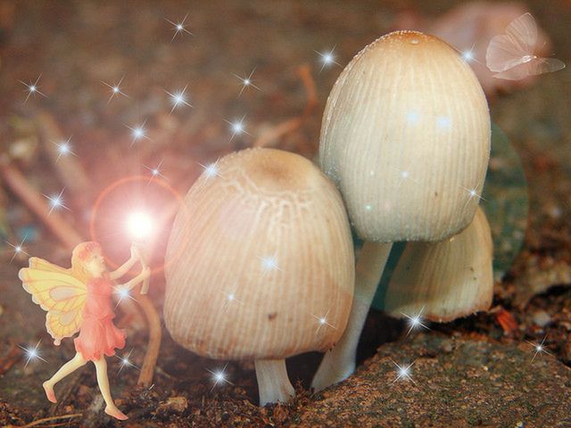 Magiczne grzybki dołączą do konopi?