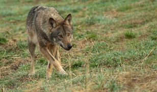 Dramat w Małopolsce. Wataha wilków zaatakowała stado