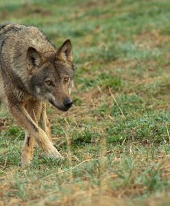 Dramat w Małopolsce. Wataha wilków zaatakowała stado