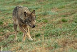 Dramat w Małopolsce. Wataha wilków zaatakowała stado