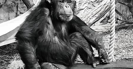 Żałoba w ZOO w Warszawie. Zmarł 24-letni szympans: "bardzo mocno kochaliśmy"