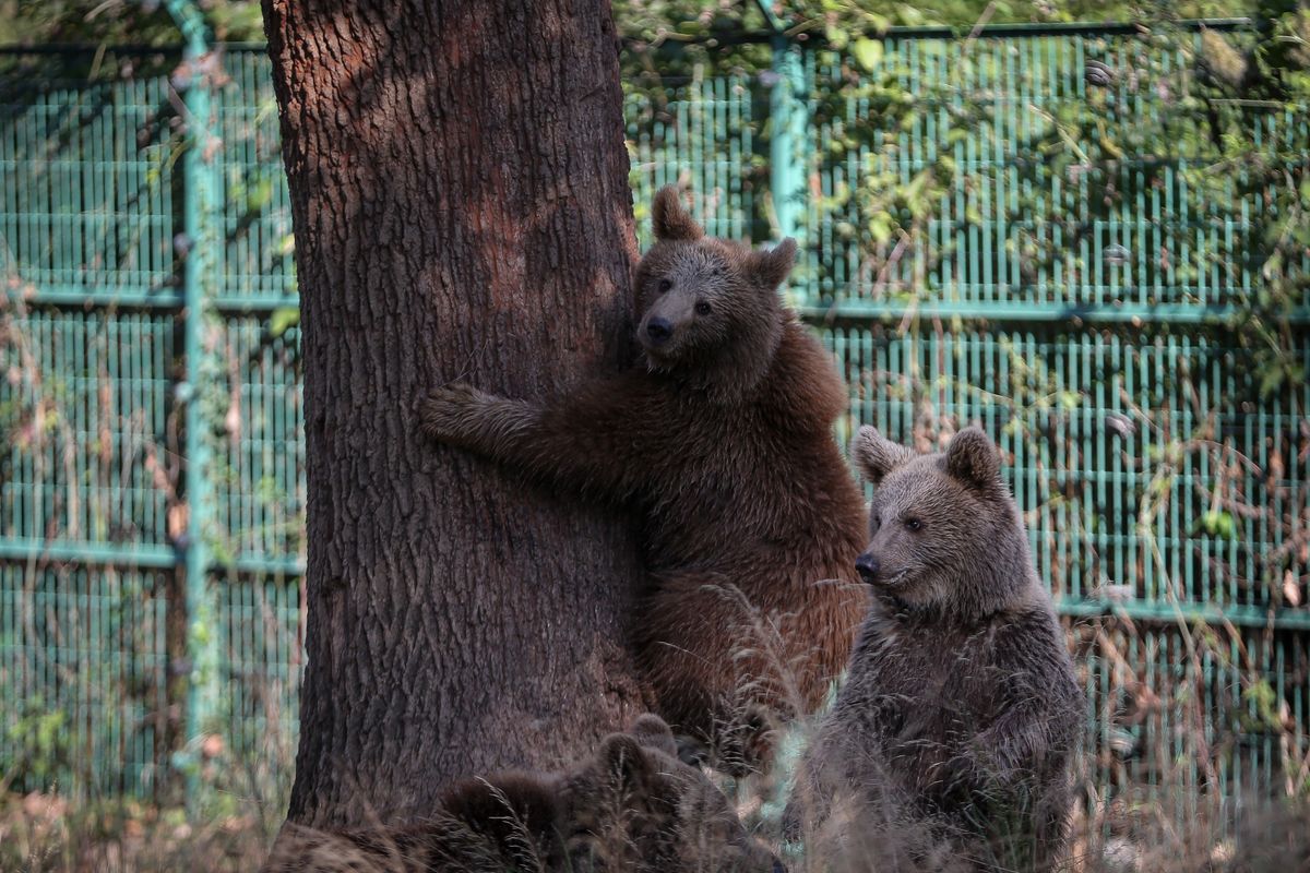 Tylko dwa małe niedźwiedzie ocalały po interwencji, jaka miała miejsce w stanie Colorado po ataku samicy na mieszkankę New Denver