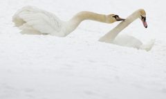 Pomorze. Akcja ratunkowa na Zatoce Puckiej. Cztery łabędzie przymarzły do lodu
