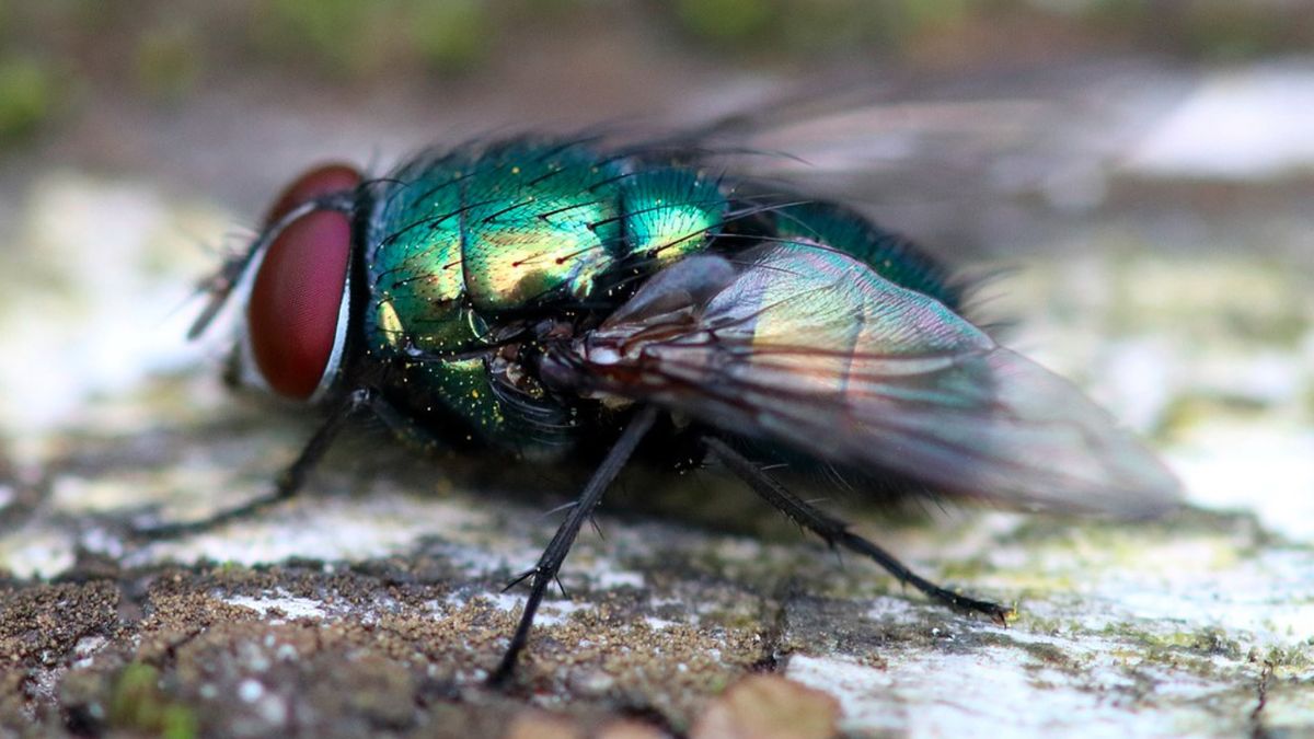 Plaga much w gminie Niemodlin. "Mieszkam tu 15 lat i pierwszy raz widzę takie ich ilości"