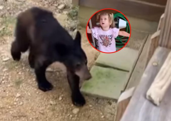 Dziecko od razu podbiegło do niedźwiedzia