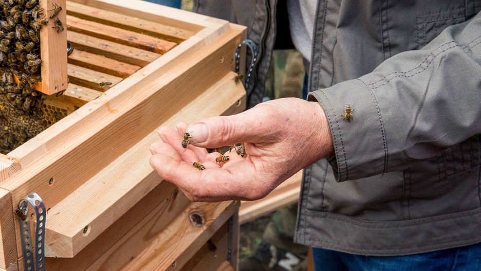 Z dopłat będą mogli skorzystać m.in. pszczelarze. Nabór ruszy już w drugiej połowie października.