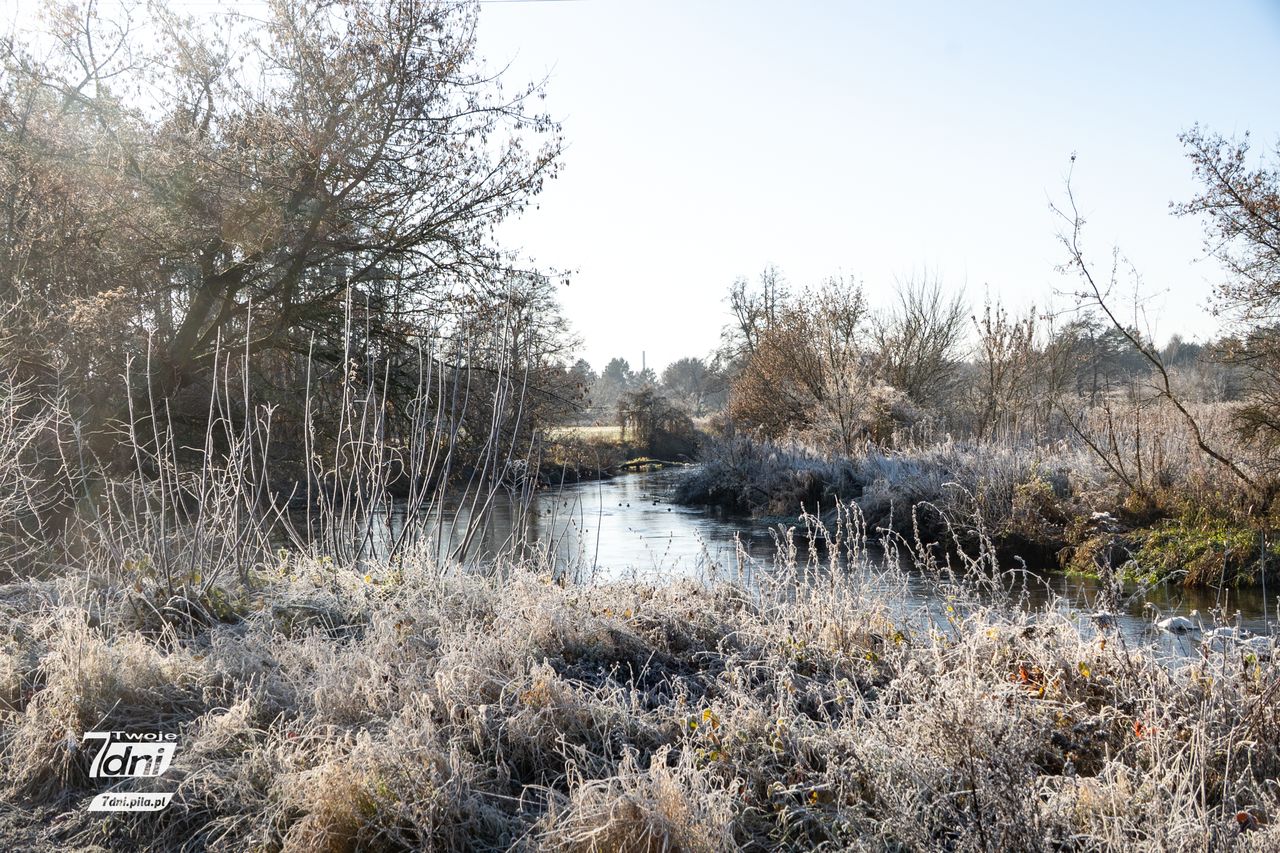 Zimny poranek w regionie. Szron i szadź stworzyły bajkowy krajobraz