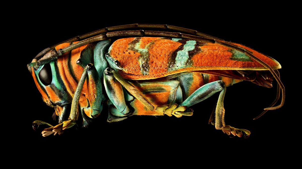 Levon Biss tworzy oszałamiająco piękne portrety owadów 1