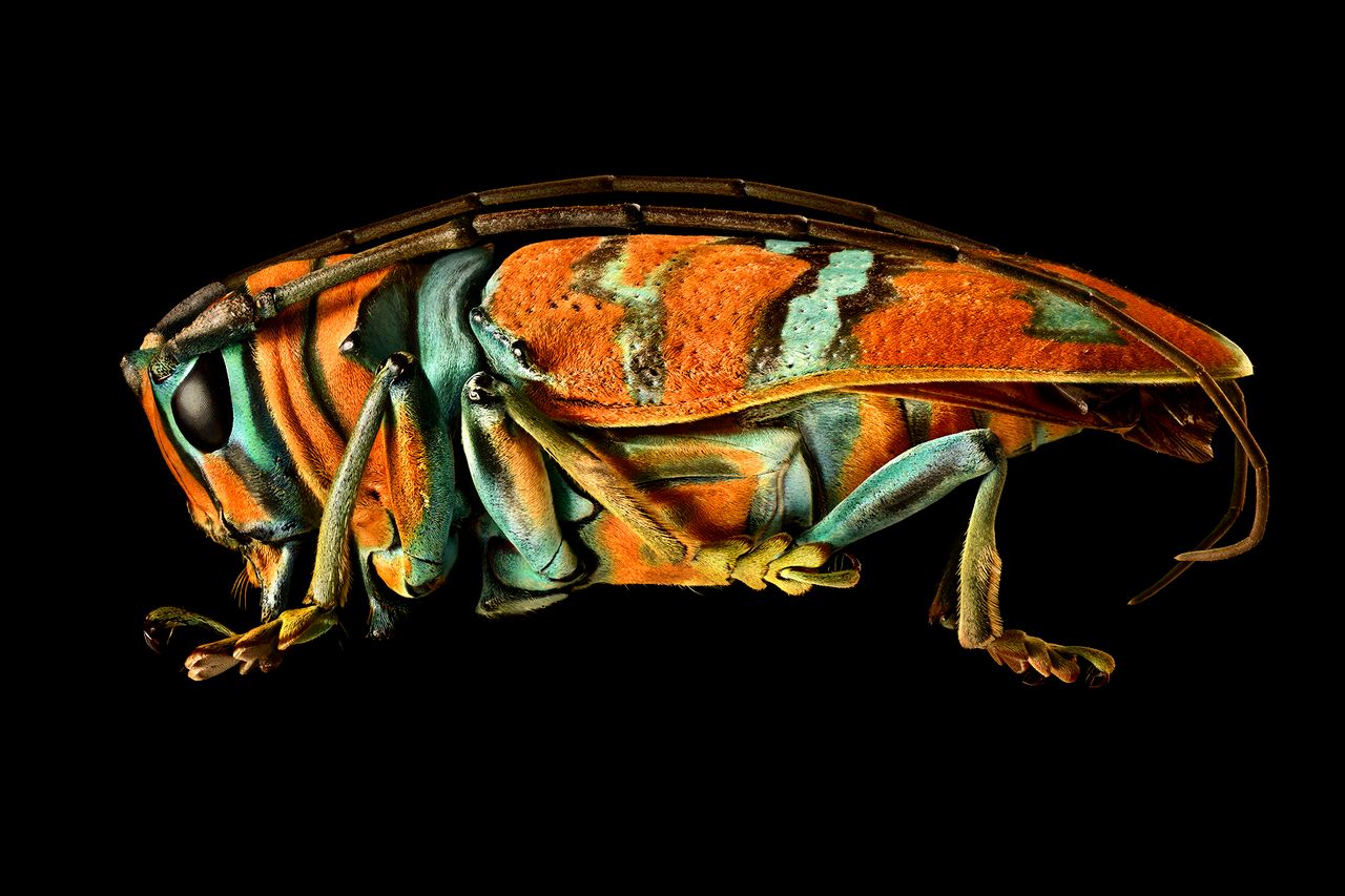 Levon Biss tworzy oszałamiająco piękne portrety owadów