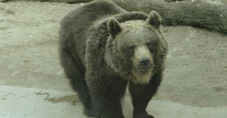 Koronawirus w Polsce. Dramat w zoo we Wrocławiu. Możliwy ubój zwierząt