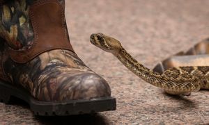25-latek zmarł po ukąszeniu przez grzechotnika. Rodzina szuka sprawiedliwości