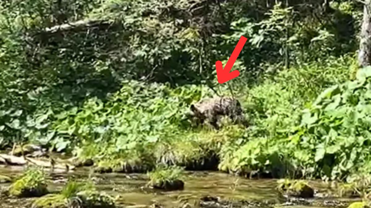 Mały niedźwiadek buszował w Tatrach tuż przy szlaku 