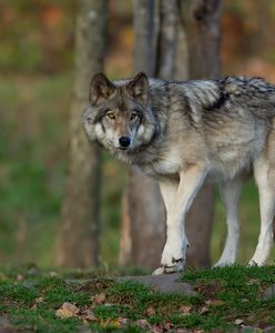 Ostrzeżenie przed wilkami. Widziano je w kolejnej polskiej gminie