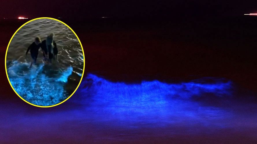 Algi rozświetliły na niebiesko wody oceanu 