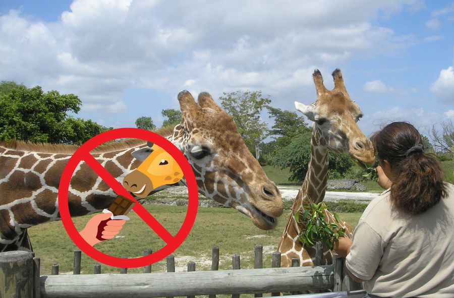 Łamią zasady, a potem udają, że nic się nie stało. Pracownicy zoo o odwiedzających